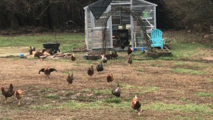 Hopping hero: Rooster's whimsical waddle through the farmyard