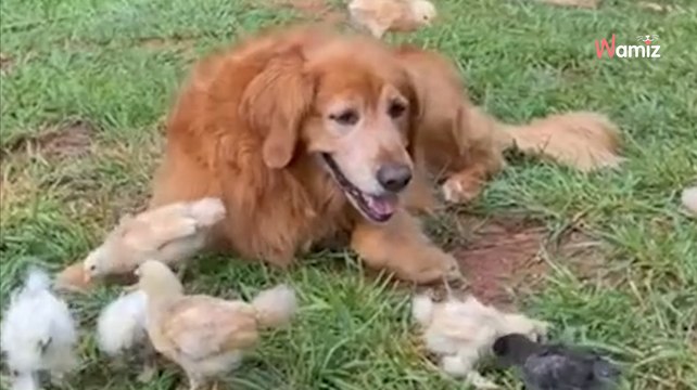 Rodzina przeprowadza się na wieś: ich golden retriever staruszek odnajduje nowe powołanie (video)