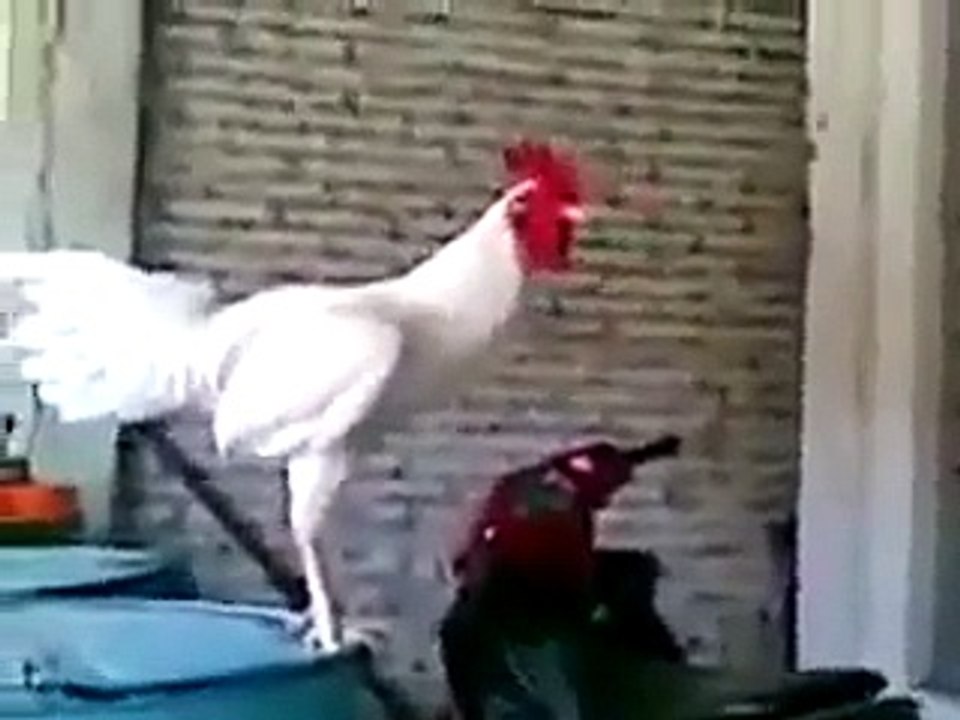 ديك كوميدي