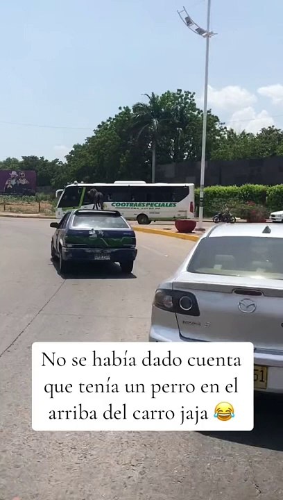 Perro sobre auto
