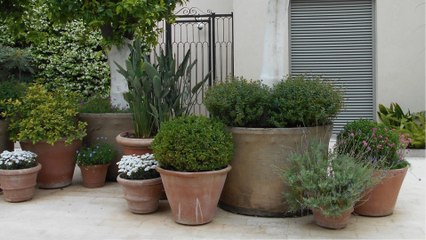 Kübelpflanzen im April an helleren Standort bringen