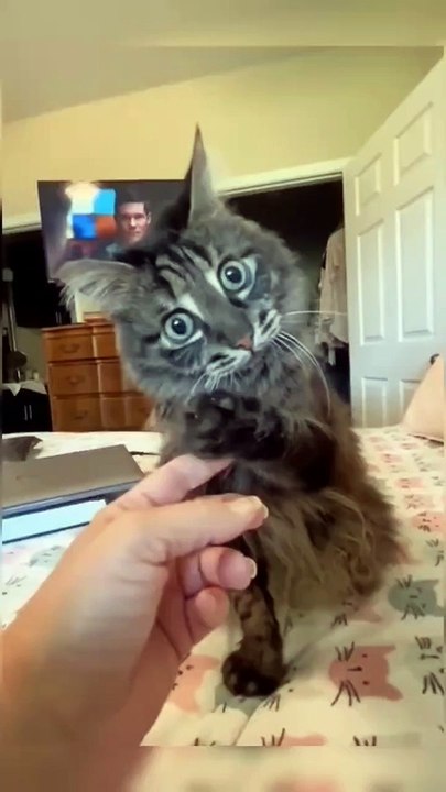 Funny Fails: Epic Moments Caught on Camera! #dailymotion #shorts