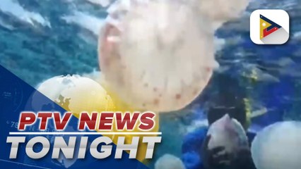 Massive jellyfish swarms hit Venezuelan fishermen