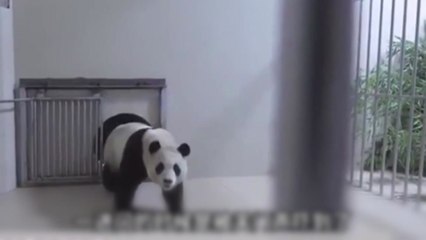 숲에 숨고·무한 구르기...푸바오 中 격리 중 이상행동 / YTN