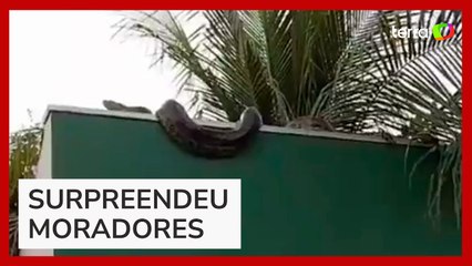Sucuri de cerca de 5 metros é flagrada em muro de casa em MT