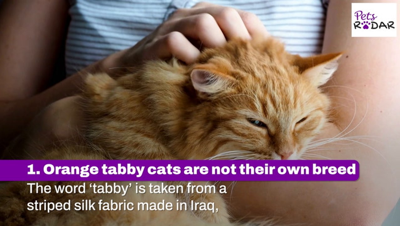 Interesting Facts About Orange Tabby Cats - video Dailymotion