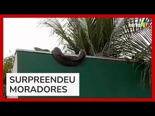 Sucuri de cerca de 5 metros é flagrada em muro de casa em MT