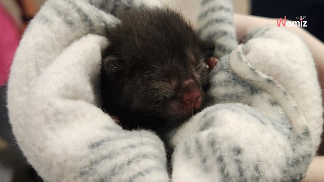 Ce chaton est abandonné le jour de sa naissance : ce qu'il porte autour du cou donne des frissons