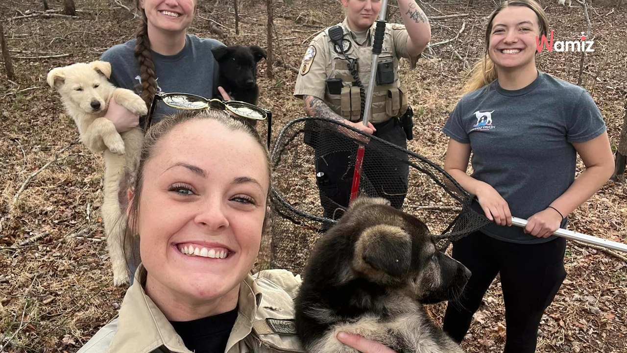 Aux Etats-Unis, 11 chiots Bergers Allemands affamés ont été récupérés dans les bois