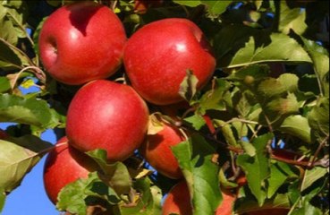 Fruit and vegetable eaters make better lovers