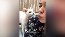 Funniest Animals 2024  New Funny Cats and Dogs Videos  Part 1