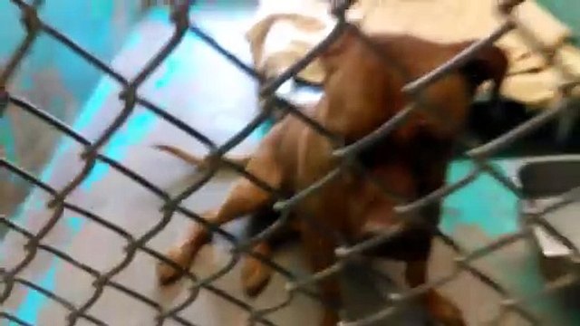 Old film❤️Malory 1y Pet Id 838604 Pit Bull Terrier She might know sit & lay down too .. Well Behaved Girl at The Humane Society of Southern Arizona❤️3450 N. Kelvin Tucson AZ 520-327-6088 on 5-8-2017adopted5-12-2017old film