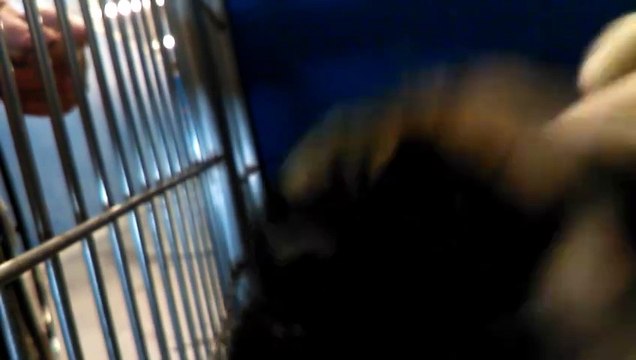 Old film❤️Pufferd 1y A593672 Pug tan male sitting for goodies excited boy under tent at Pima Animal Care Center❤️4000 N. Silverbell Tucson AZ 520-724-5900 on 3-17-2017adopted3-20-2017old film