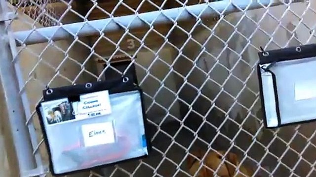 Old film❤️ Some Adopted Kids people have opened their Hearts & Home to that were at Humane Society of Southern Arizona❤️3450 N. Kelvin Tucson AZ 520-327-6088 as of 3-20-2017old film