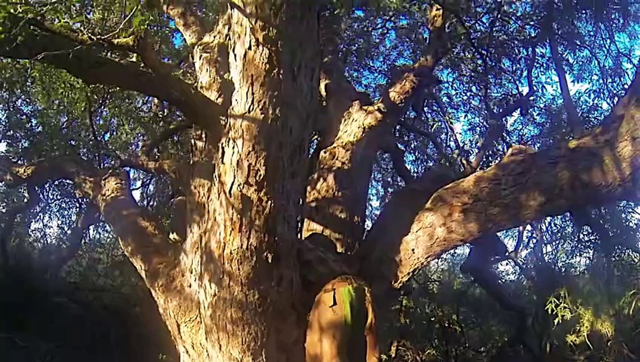 Baobabs de Madagascar - Baobabs, réservoirs de vie-FLUVORE