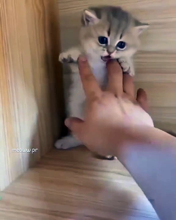 Female cat crying