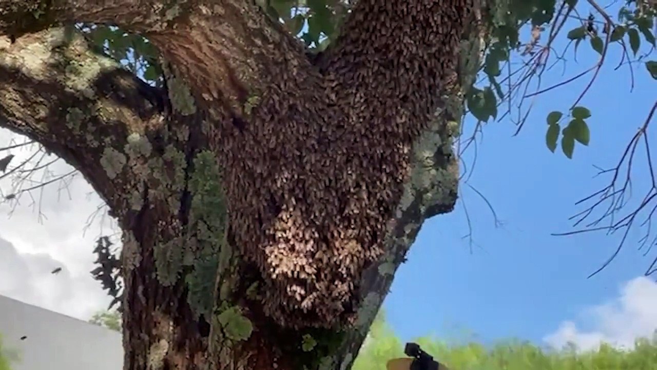 Defesa Civil remove enxame de abelhas de árvore em colégio no Santos Dumont