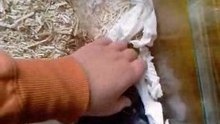 Vidéo-0009