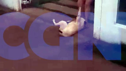 Internauta flagra mulher arrastando cachorra no Florais do Paraná