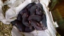 Vidéo-0010