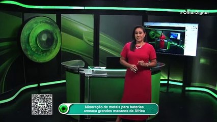 Mineração de metais para baterias ameaça grandes macacos da África