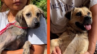 Watch This Dog Become A Fluffy Cuddlebug