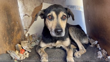 Old Dog That No One Wanted Turns Into A Puppy Again