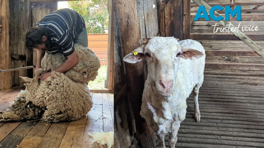 A merino sheep named Woody spent three years ‘on the run’ after escaping a shared community paddock in the small NSW town of Woodstock.