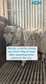 Woody the runaway Woodstock sheep 10kg lighter after shearing