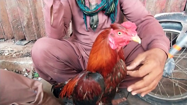 Lalukhet birds Market latest update of Aseel hen and rooster chicks price