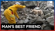 Taiwan rescue dogs in search for quake victims win hearts