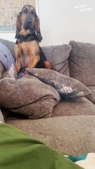 Busted! Dog's Guilty Face After Chewing Dad's Hat