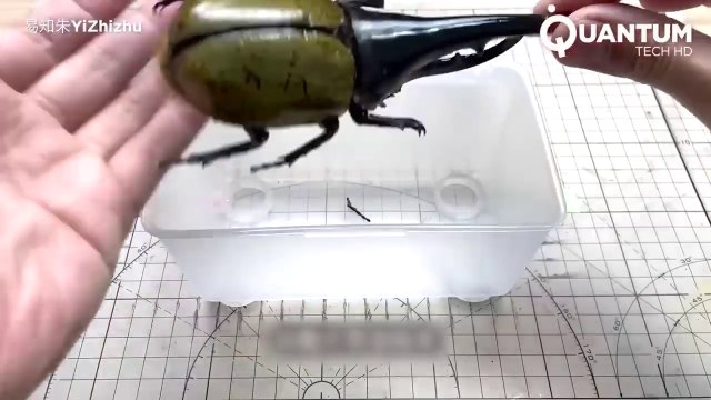 Man Turns DEAD Animals Into Mind Blowing ROBOTS _ Cyborg Beetle & Lobster by @YiZhizhu