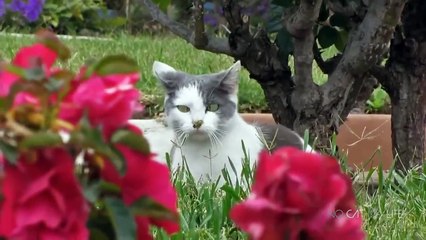 Funny Cats Compilation (Most Popular) Part 1