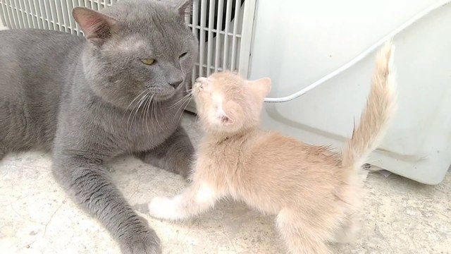 Alone Rescue Kitten Looking For His Lost Mother He Needs Someone Around Him To Take Care