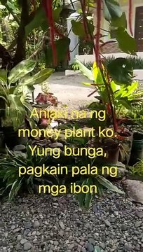 Plants