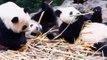 FUNNY PANDA VIDEOS [TRY NOT TO LAUGH]  || BEST PANDA VIDEOS COMPILATION  || FUNNY ANIMAL CLIPS