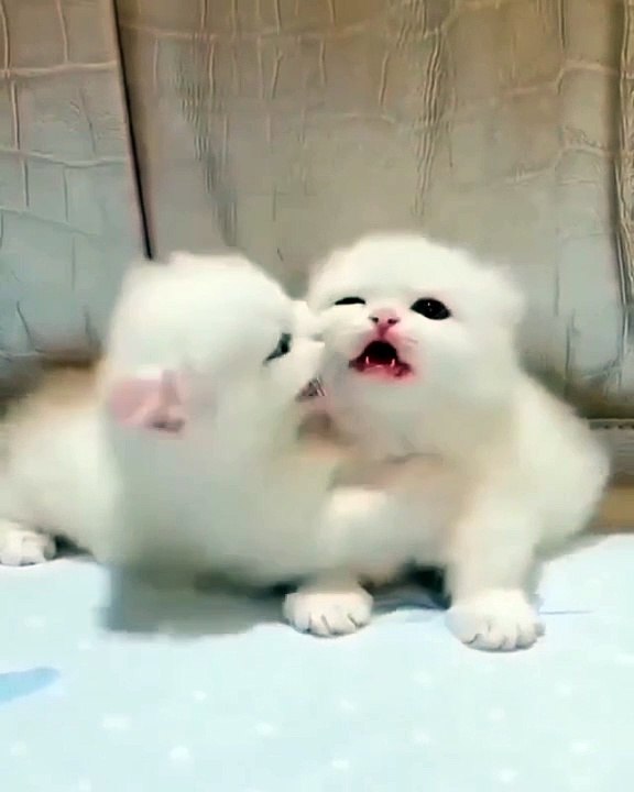 #cat #cats #catsofinstagram #catstagram #catlife #funnycatvideos #funn