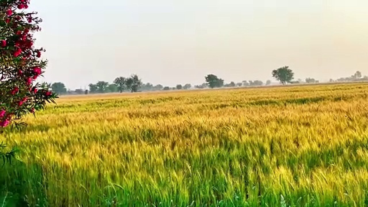 Nice video in village