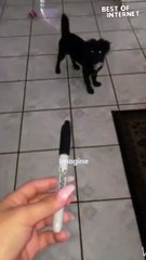 This pup thinks everything is out to get him!  Prepare for a cuteness attack