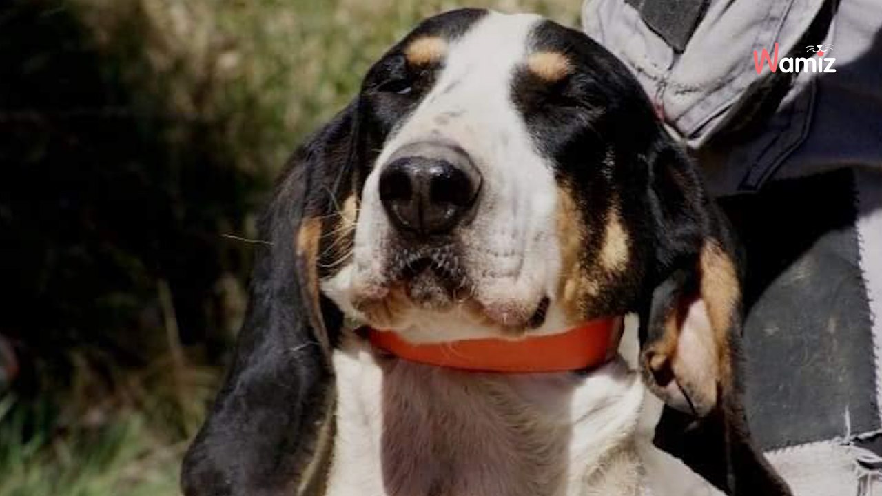 Ce gentil chien ne supporte pas du tout la vie de refuge et rêve de trouver une famille pour en sortir au plus vite
