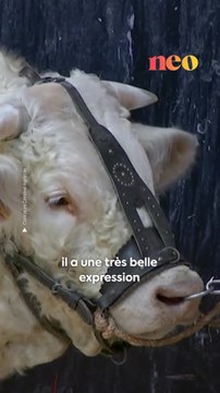 Le taureau Redoutable a remporté le premier prix du concours charolais, organisé au Salon de l'agriculture ce dimanche 25 février 2024. De quoi rendre fiers ses propriétaires, Rosanne Lemaître et Loïc Pipponiau. : Concours Général Agricole