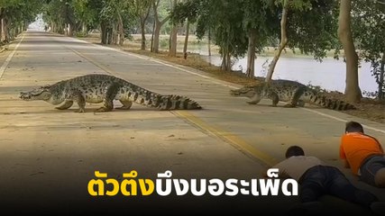 พี่ด่าง ออกมาเดินเล่นบ่อย ดาราประจำบึงบอระเพ็ด จ.นครสวรรค์