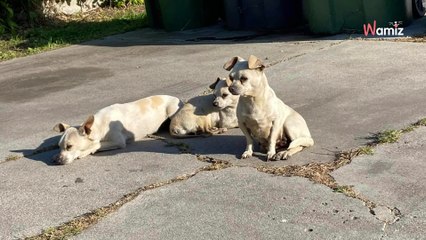 Elle est en mission sauvetage pour 3 chiens en danger : ce qu'elle craignait le plus se réalise (vidéo)