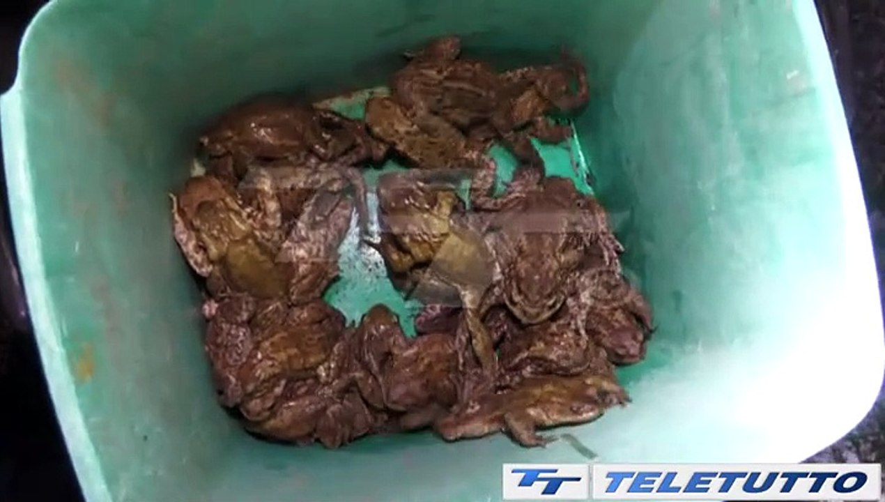 Video News - Sos Bufo Bufo, volontari in campo