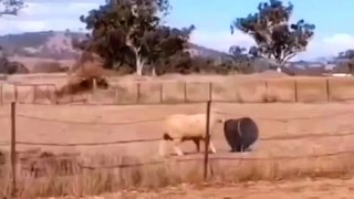 #animals viral funny video