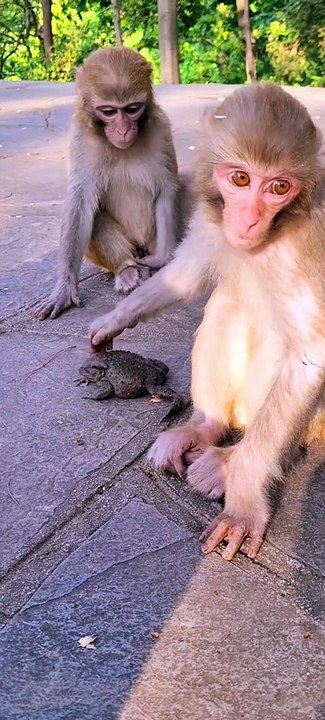 Baby Monkey  Cute Animal 74