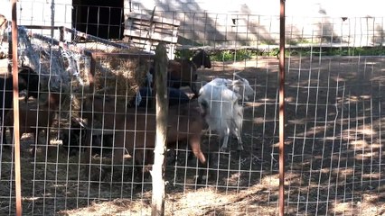 Η Ευλογιά έχει πλήξει τους κτηνοτρόφους του δήμου Λοκρών