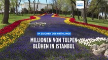 Im Zeichen des Frühlings: Millionen Tulpen blühen in Istanbul