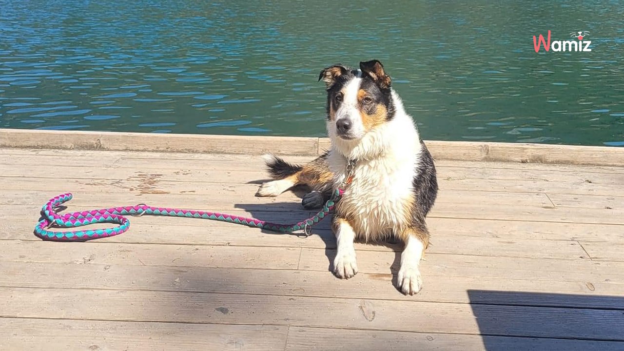 Ille-et-Vilaine : elle lance un appel à témoins pour trouver celui qui a tué son chien lors d'une balade